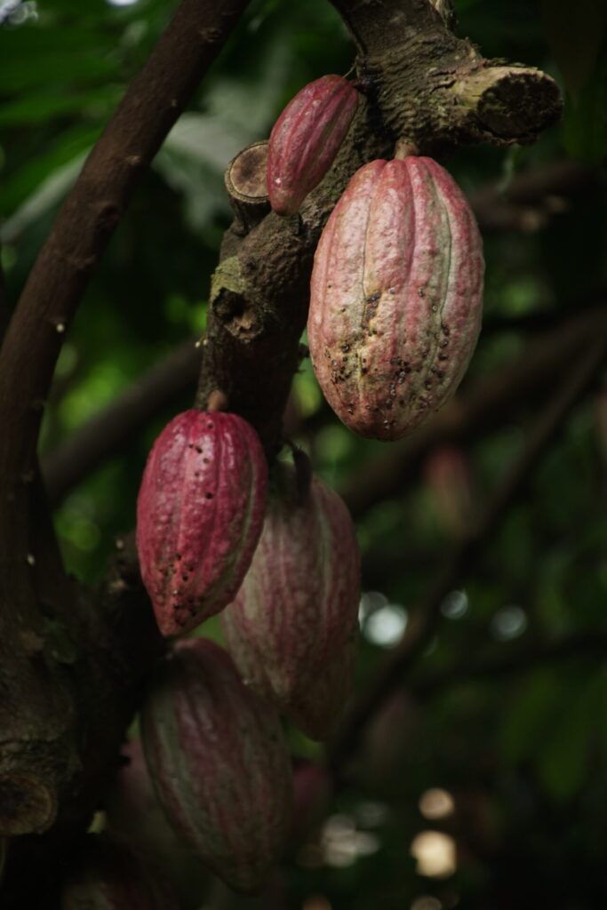 Fruto cacao